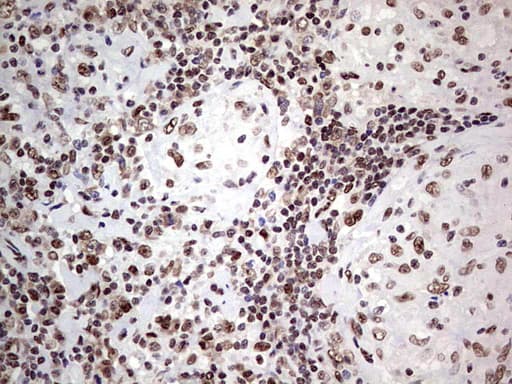 Monoclonal Mouse anti-Human C14orf166 Antibody (clone OTI4A3, IHC, WB)
