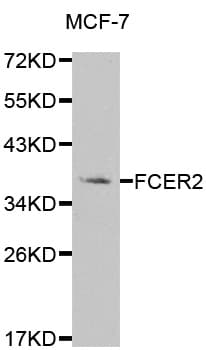 FCER2 / CD23 Antibody