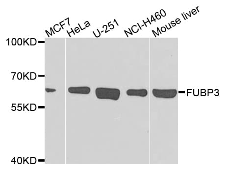 Polyclonal Rabbit anti-Human FUBP3 Antibody (IHC, WB)