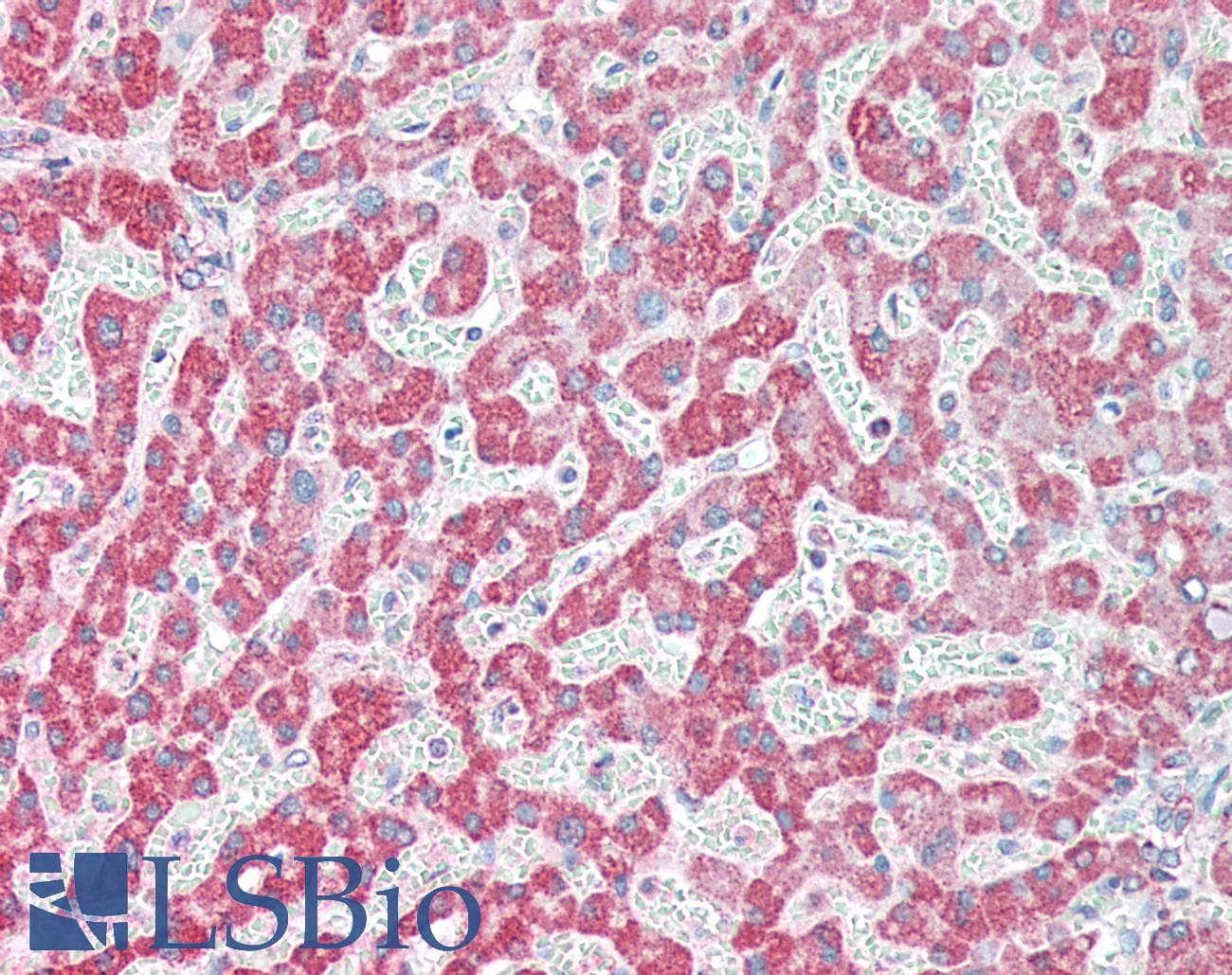 Polyclonal Rabbit anti-Human CLK1 / CLK Antibody (IHC, WB)