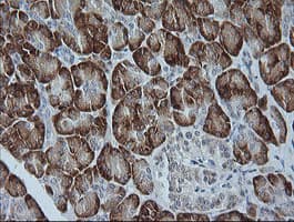 MAPK9 / JNK2 Antibody (clone OTI2D11)