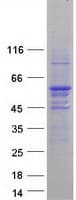 Human FAF2 / ETEA Protein (Recombinant Myc-DDK (Flag))