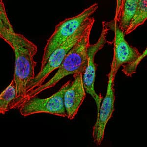 SPIB Antibody (clone 4G5)