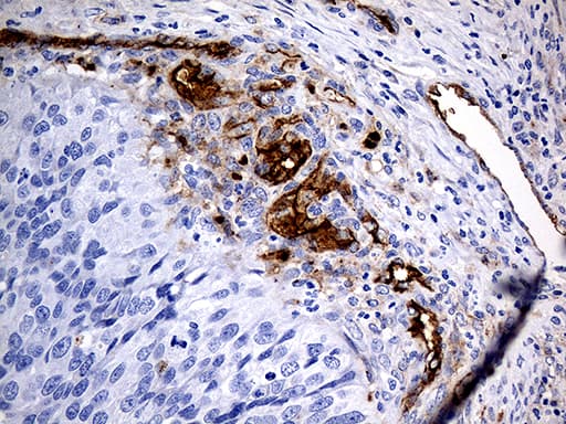 ACE / CD143 Antibody (aa642-1230, clone OTI2C8)