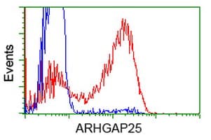 Monoclonal Mouse anti-Human ARHGAP25 Antibody (clone OTI11B9, IHC, IF, WB)