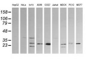 KLK8 / Kallikrein 8 Antibody (clone OTI1A9)