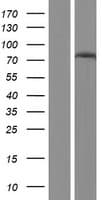 Human GCLC Protein (Over-Expression Lysate Myc-DDK (Flag))