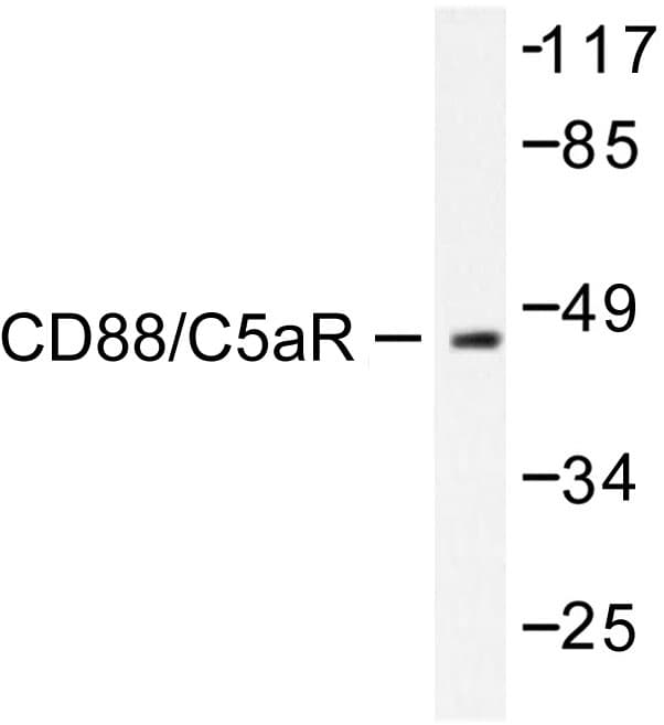 Polyclonal Rabbit anti-Human C5AR1 / CD88 / C5a Receptor Antibody (Ser334, IHC, IF, WB)