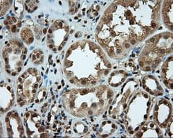 Monoclonal Mouse anti-Human LIPG / Endothelial Lipase Antibody (clone OTI3G7, IHC, WB)