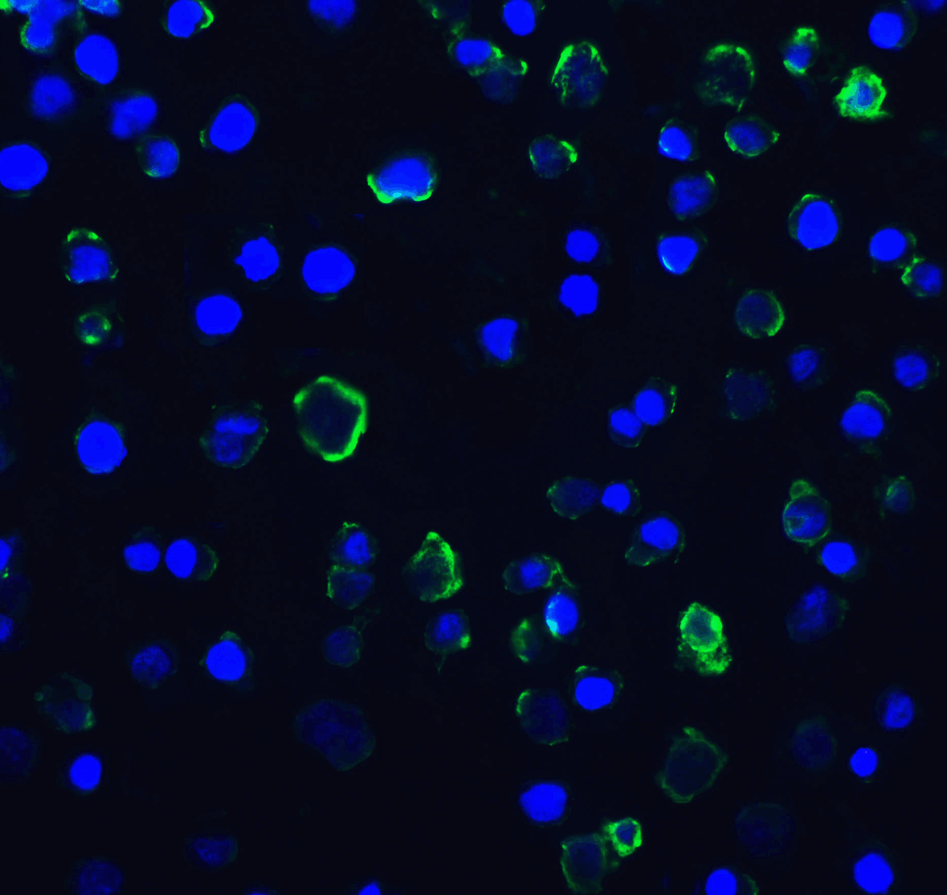 HAVCR2 / TIM-3 Antibody (clone 9G1)