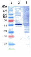 GSR / Glutathione Reductase Antibody (clone 2A4-1G9)