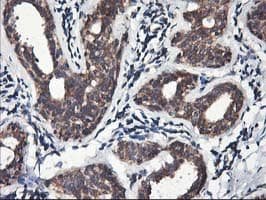 HMOX2 / Heme Oxygenase 2 Antibody (clone OTI1B4)