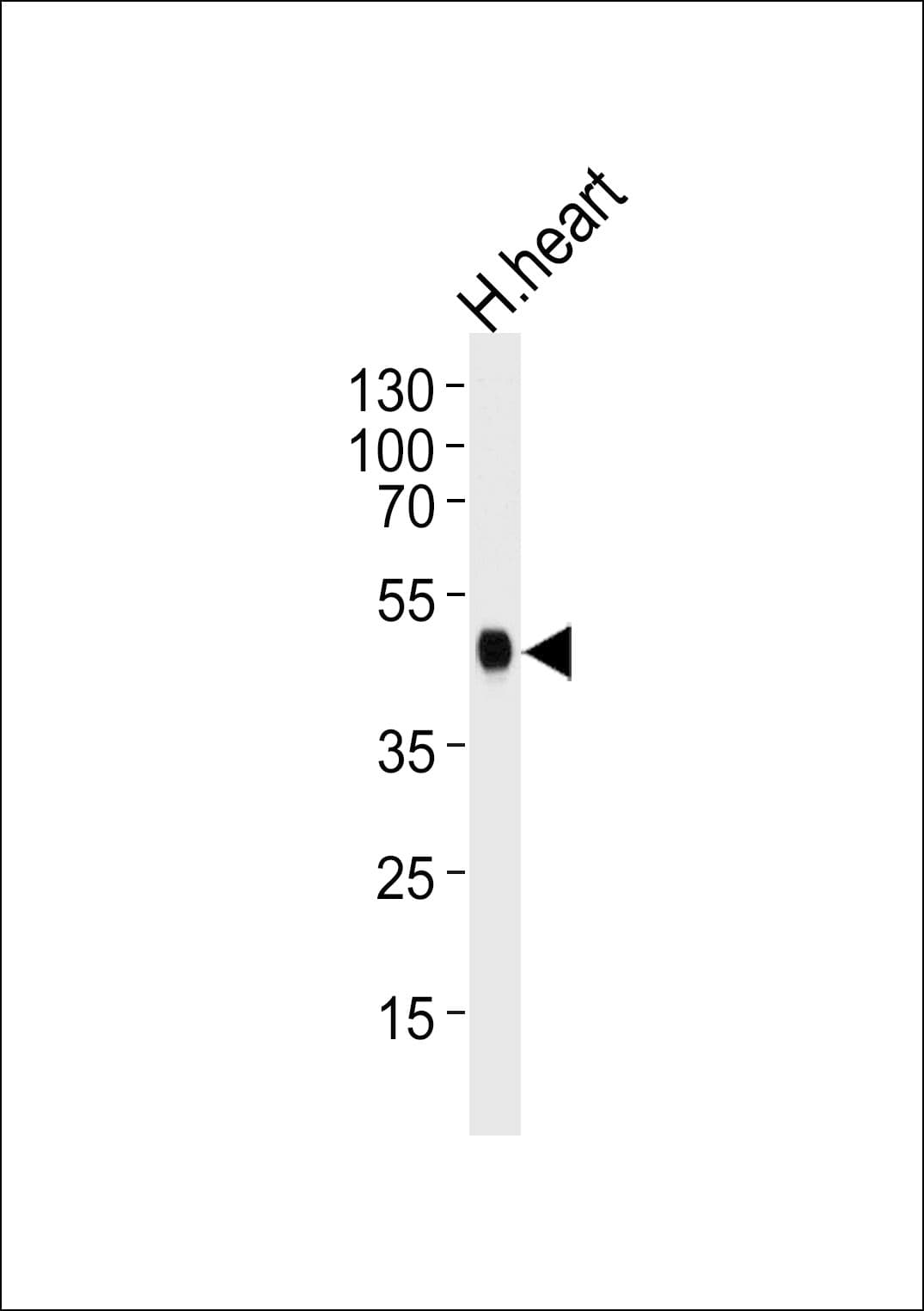 CKMT2 Antibody (aa56-86)