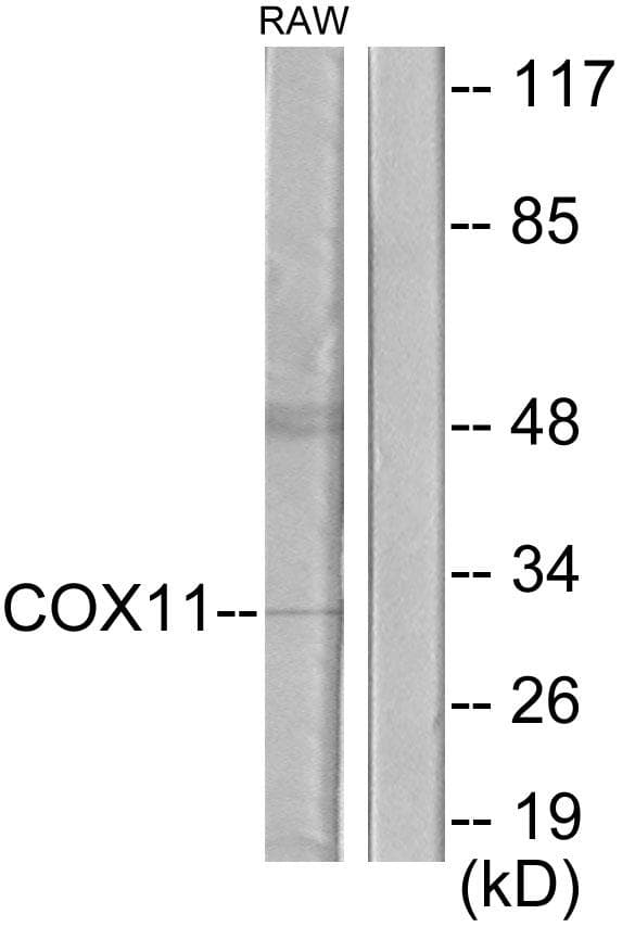 COX11 Antibody