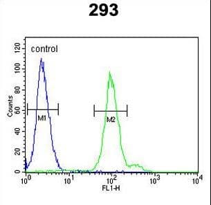 CFB / Complement Factor B Antibody (aa469-494)