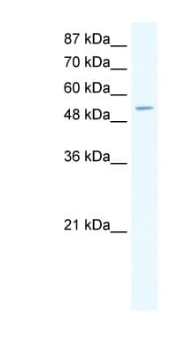 CPA1 / Carboxypeptidase A Antibody (aa24-73)