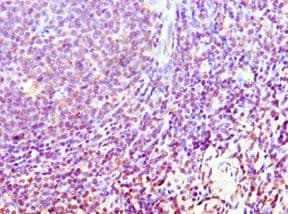 ATG10 Antibody (aa1-220)