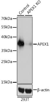 APEX1 / APE1 Antibody