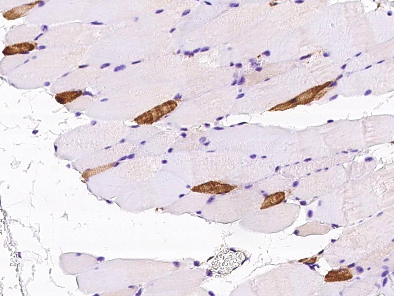 Polyclonal Rabbit anti-Mouse MYL2 Antibody (IHC, WB)