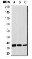 STX1A / Syntaxin 1A Antibody (N-Terminus)