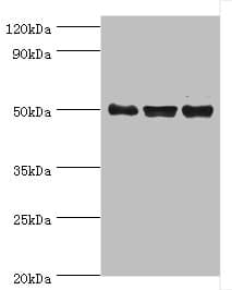 TRF1 / TERF1 Antibody (aa260-439)