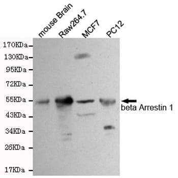ARRB1 / Beta Arrestin 1 Antibody