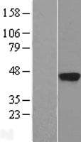 KLK5 / Kallikrein 5 Protein (Over-Expression Lysate Myc-DDK (Flag))