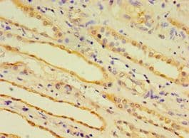 EDA2R / XEDAR Antibody (aa1-138)