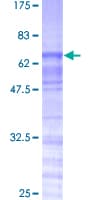 Human TRA2A Protein (Recombinant GST)