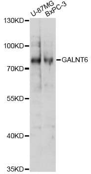 GALNT6 Antibody
