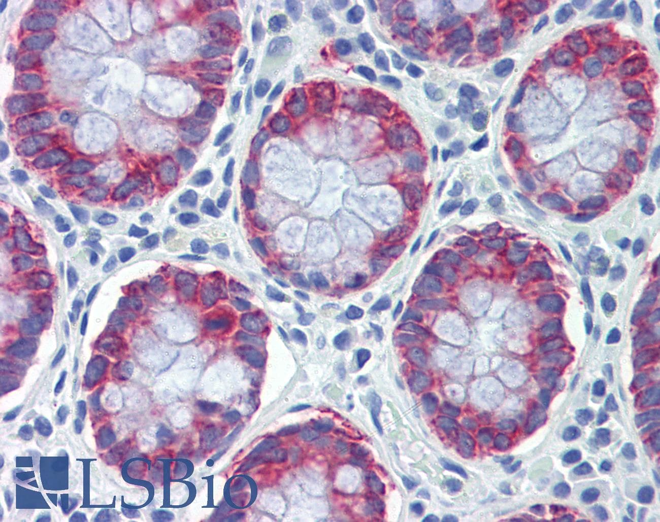 IHC-plus™ AGR2 Antibody (aa48-59)