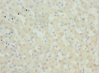PEX3 Antibody