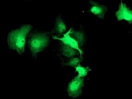 HSPBP1 Antibody (clone OTI2C8, Carrier-free)