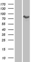 MTMR8 Protein (Over-Expression Lysate Myc-DDK (Flag))