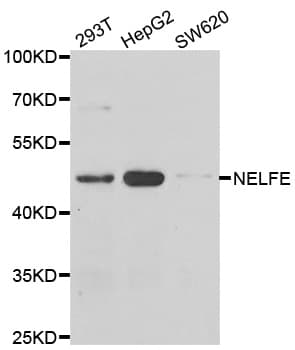 NELFE / RD / RDBP Antibody