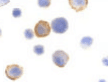 BMF Antibody