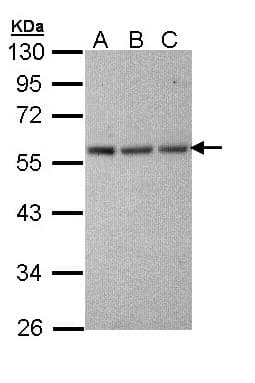 TUBA1A / Tubulin Alpha 1a Antibody (aa37-276)