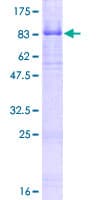 Human NTRK2 / TRKB Protein (Recombinant GST)