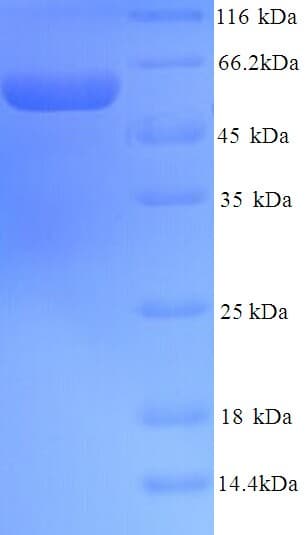 Mouse PDIA2 Protein (Recombinant His)