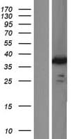 IMPACT Protein (Over-Expression Lysate Myc-DDK (Flag))