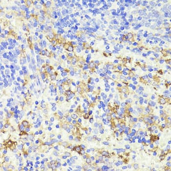 CD44 Antibody