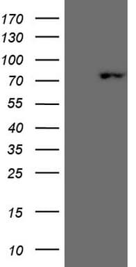 SCML2 Antibody (aa1-321, clone OTI1E1)