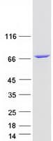 Human KLC2 Protein (Recombinant Myc-DDK (Flag))