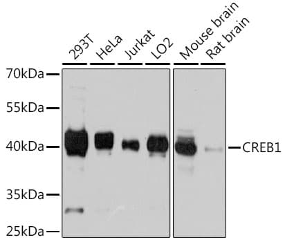 CREB1 / CREB Antibody