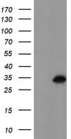 MLF1 Antibody (clone OTI5D9)