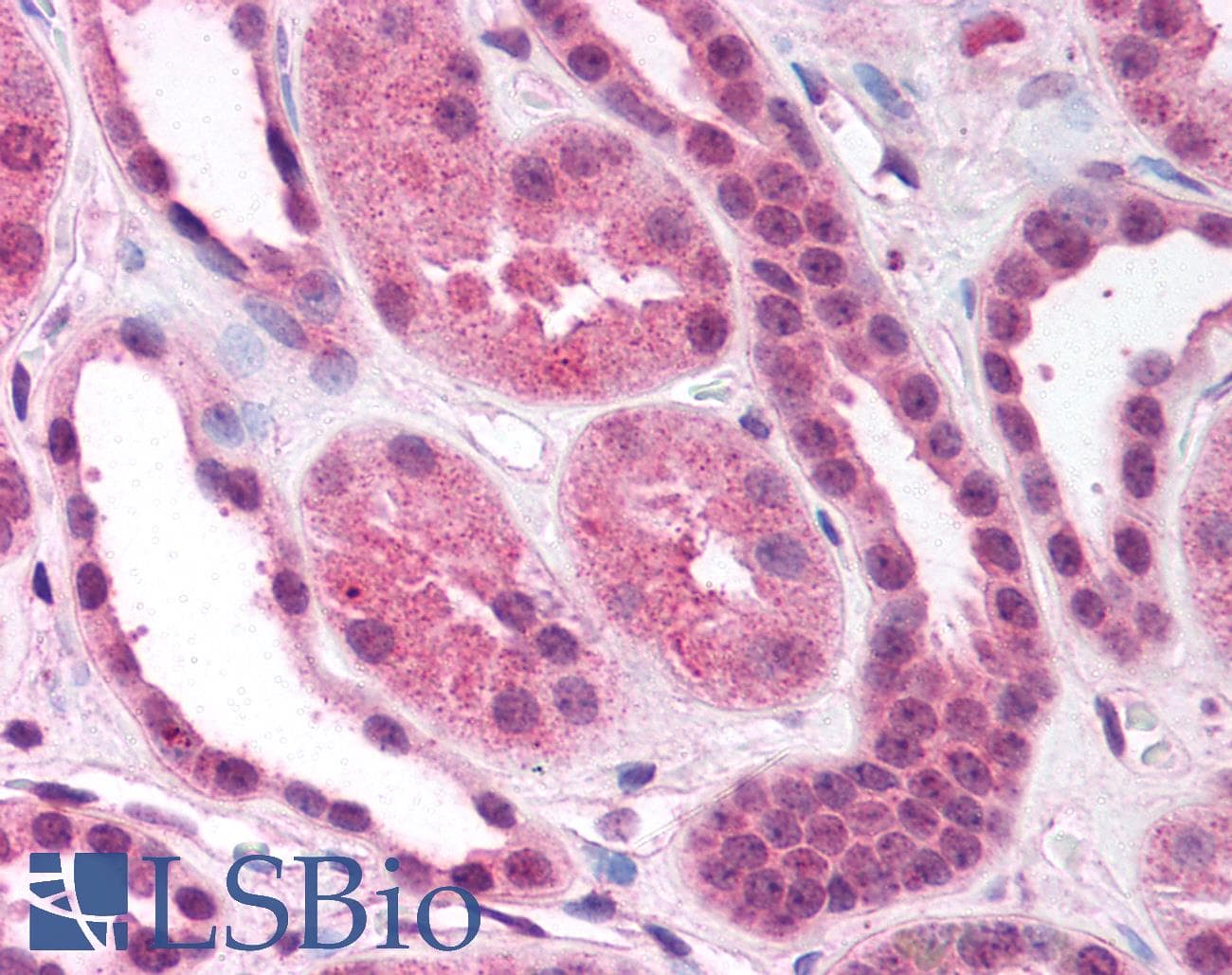 IHC-plus™ FOXO4 / AFX1 Antibody (aa59-73)