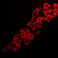 ADORA2A/Adenosine A2A Receptor Antibody (C-Terminus)