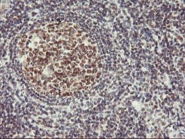 USP7 / HAUSP Antibody (clone OTI3D3, Carrier-free)