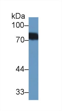BTD / Biotinidase Antibody (aa42-271, APC)