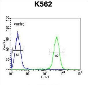 Polyclonal Rabbit anti-Human HDAC2 Antibody (aa410-439, IHC, IF, WB)